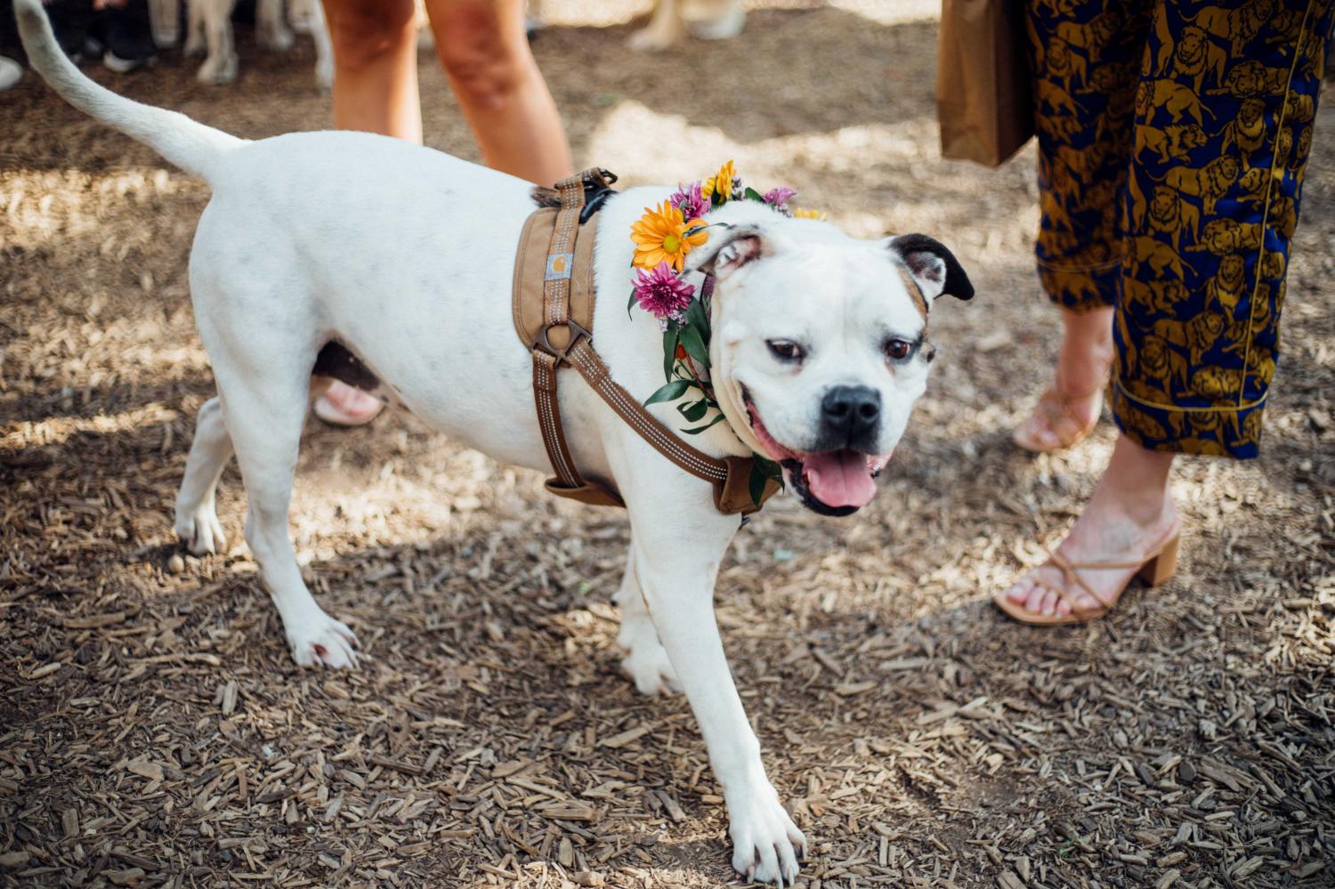 Get Ready for MUTTS Canine Cantina® Fort Worth’s WOOFSTOCK 2022